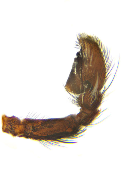 Datei:Evarcha arcuata male A6179 PM6760.jpg