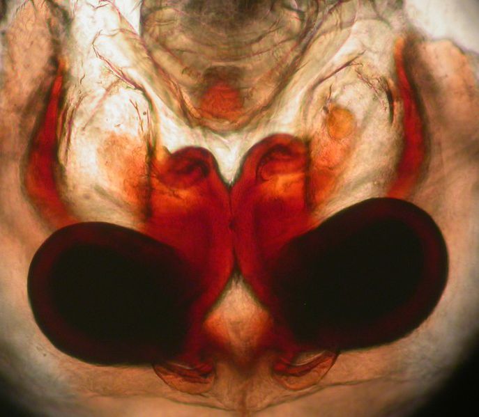 Datei:Gnaphosa microps vulva 12.137 AFjellberg.jpg
