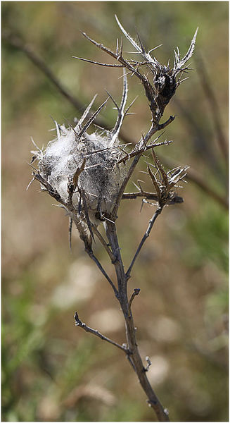 Datei:Mogrus neglectus Gespinst Schaefer.jpg