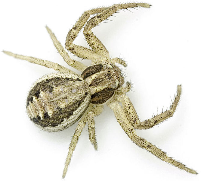 Datei:Ninii Gimritz 07-06 04.jpg