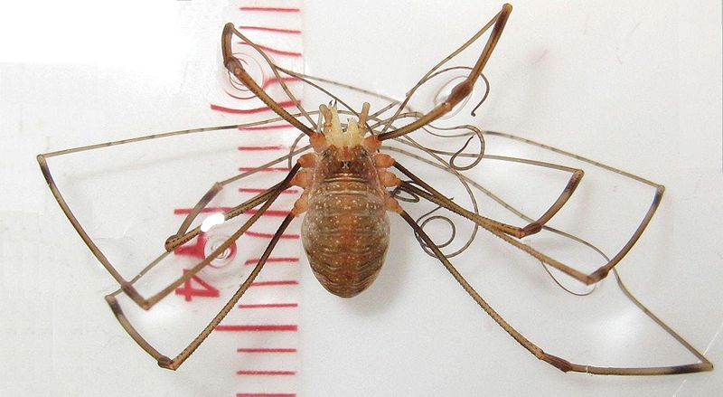 Datei:Opilio sp. 09.08.2009BELZIG.jpg