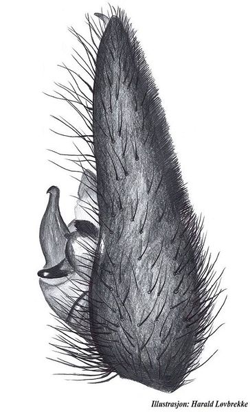 Datei:Pardosa saltans palp side HLobrekke.jpg