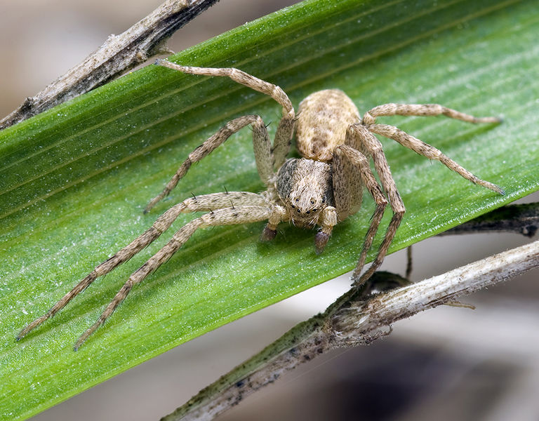 Datei:Philodromus-glaucinus Sardinien-Duene 13-04 02.jpg