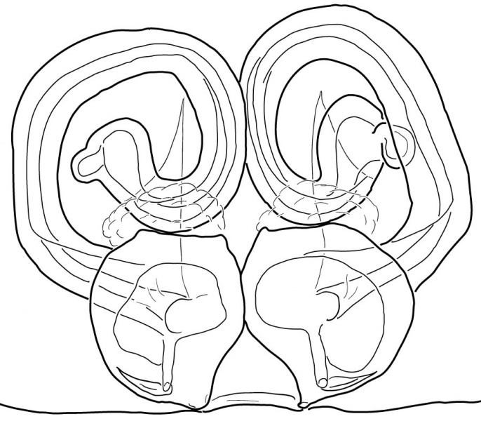 Datei:PhilodromusDisparEpigyneDorsalDrawing.jpg