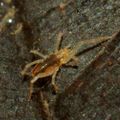 Rhagidiidae PC7968.JPG