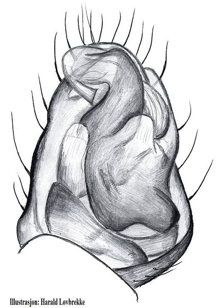 Datei:Robertus lyrifer palp und HLovbrekke.jpg