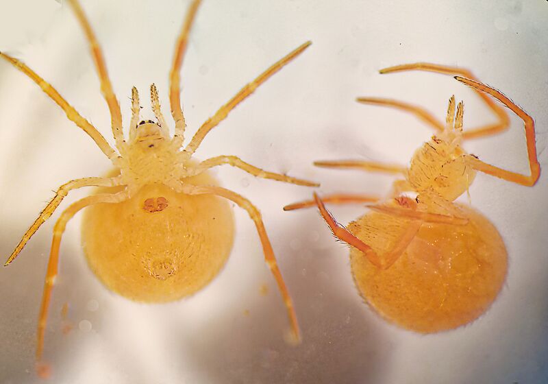 Datei:Ruborridion algadayi-female-agromov-final.jpg
