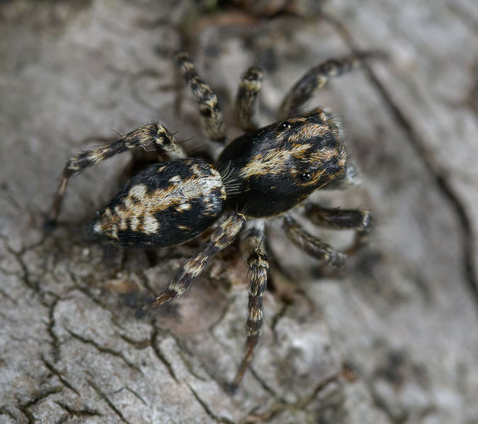 Datei:Sitticus-terebratus Fichtenberg7024 10-07 08.jpg