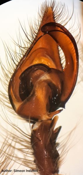 Datei:Tegenaria ferruginea palp ventral Vitosha.jpg
