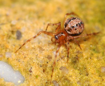 Theridion familiare f 2008B 0560.JPG