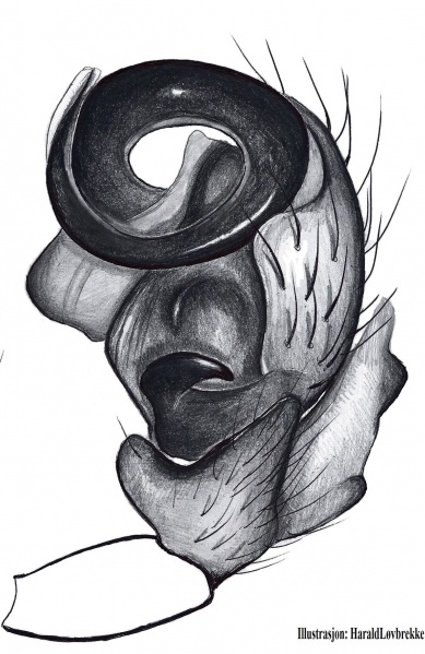 Datei:Walckenaeria mitrata palp HLovbrekke.jpg