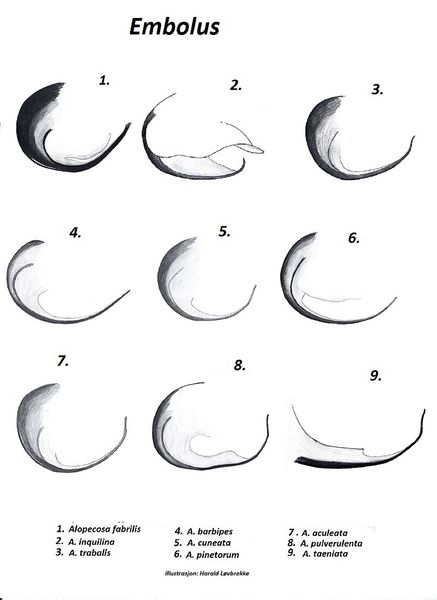 Datei:Alopecosa uebersicht embolus HLovbrekke.jpg