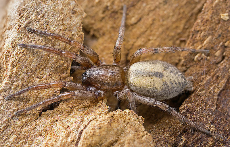 Datei:Macarophaeus-varius GC-BarrancoCernicalos 16-08 03-female.jpg