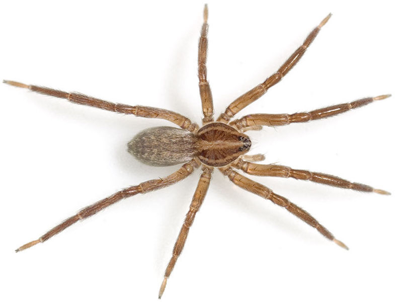 Datei:Nemoralis Balsamine 08-01 03.jpg