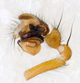 Pedipalpus, prolateral