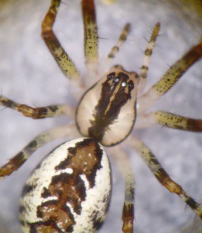 Pityohyphantes phrygianus 6 1024.jpg