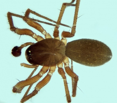 Porrhomma campbelli male 20180619200904-e96c668d-me.jpg