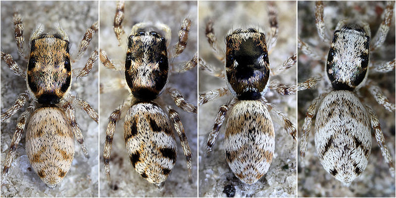 Datei:Salticus mutabilis female compare Schaefer.jpg