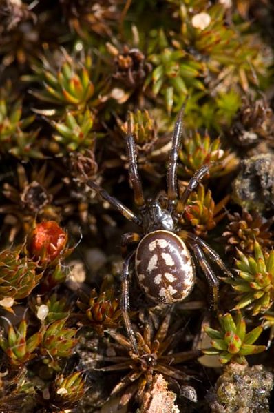 Datei:Steatoda albomaculata W 7-5779.jpg