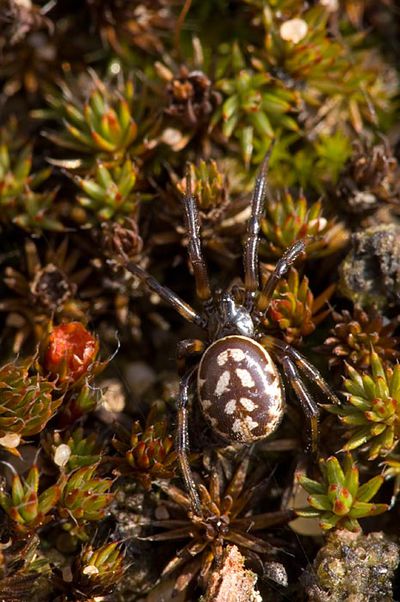 Steatoda albomaculata W 7-5779.jpg