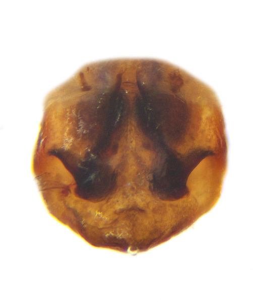 Datei:Agalenatea redii female A5708 PM3791.jpg