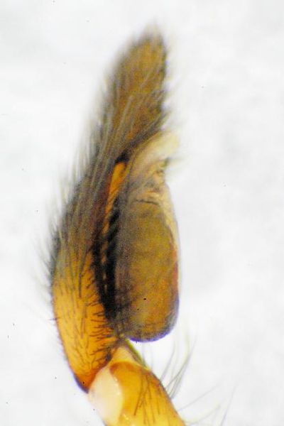 Datei:Gr9-42Cheiracanthium elegans2.JPG