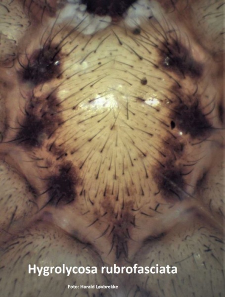 Datei:Hygrolycosa rubrofasciata fem sternum Hlovbrekke.jpg