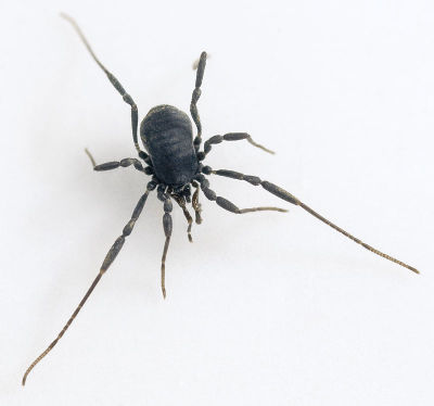 Nemastoma-dentigerum Rotenstein-5135 10-10 01.jpg