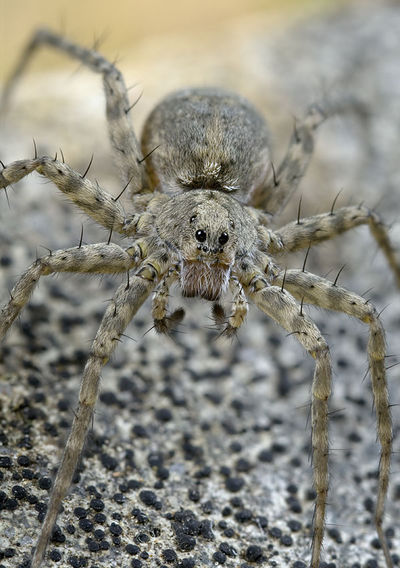Pardosa-tatarica GR-Kipoi 10-05 04.jpg