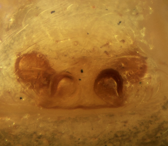 Datei:Pelecopsis digitulus Epigyne 20180210140648-47abeea9.jpg