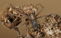 Philodromus cespitum M 8-05680.jpg