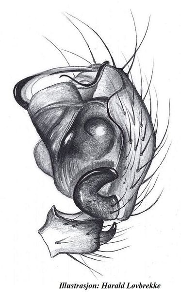 Datei:Scotinotylus evansi m palp HLovbrekke.jpg