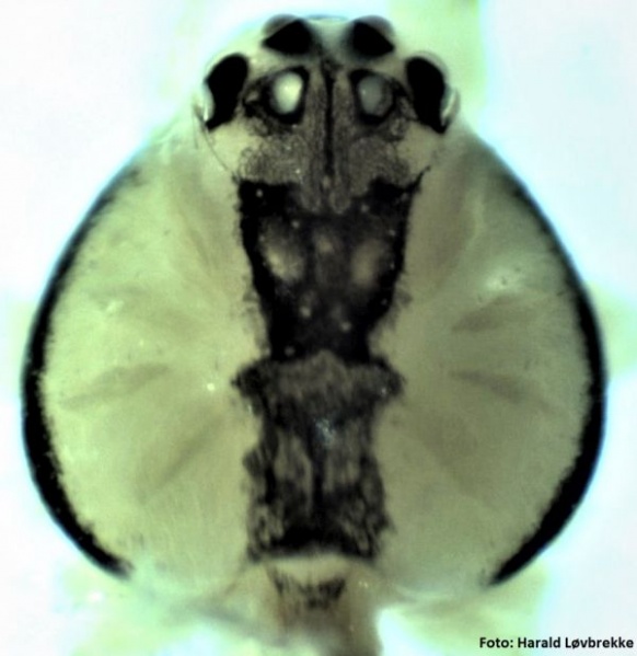 Datei:Theridion varians fem prosoma HLovbrekke.jpg