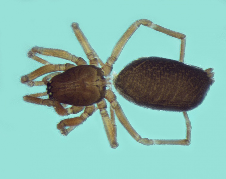 Datei:Typhochrestus simoni female 20140114165726-c9a899a0-me.jpg