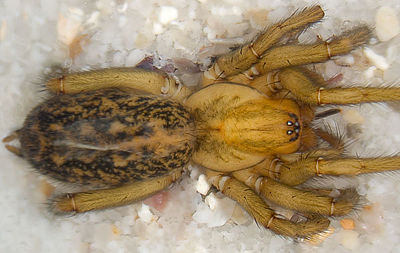 Agrestis HeiligesMeer 08-10 01.jpg