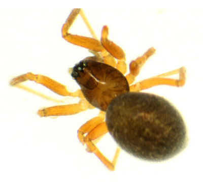 Agyneta-simplicitarsis-female.jpg