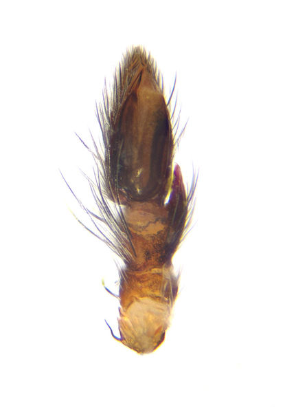 Datei:Aphantaulax trifasciata male A5855 PM3930.jpg
