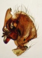 linker Pedipalpus