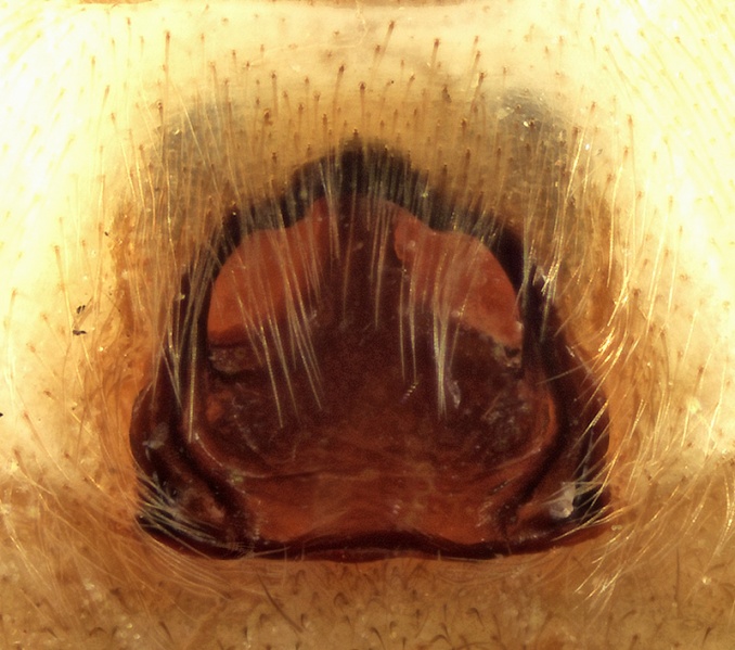 Datei:Drassodex fritillifer Epigyne 20170921113745-d12775d7.jpg