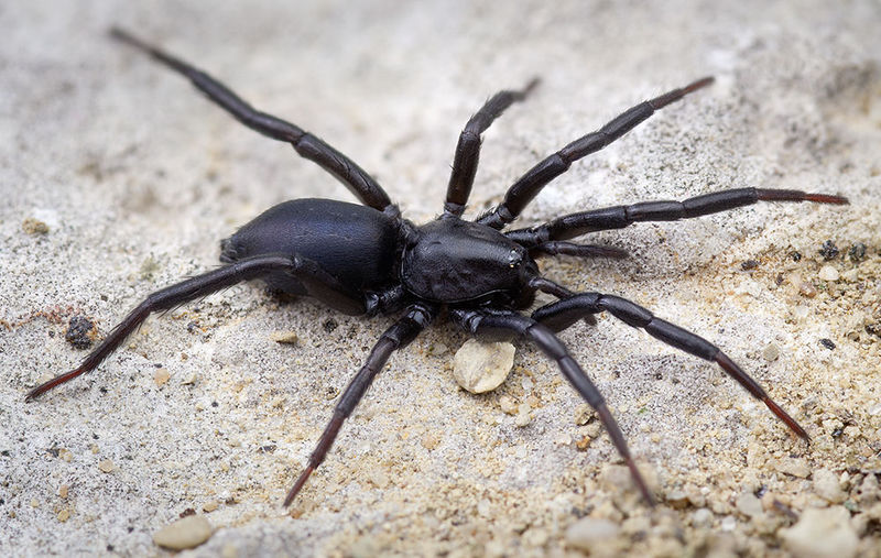 Datei:Drassyllus-praeficus Peyrepertuse 15-12 01-female.jpg
