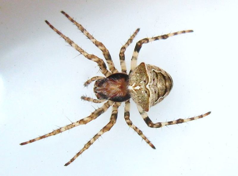 Datei:Gibbaranea bituberculataIMG 0095-1-.jpg