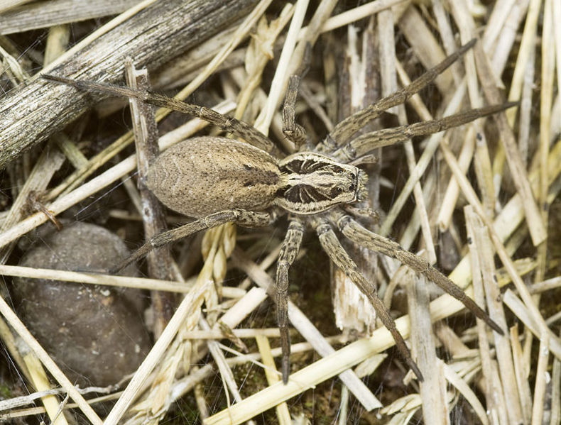 Datei:Hogna-radiata Ungarn-Buda 09-08 01.jpg