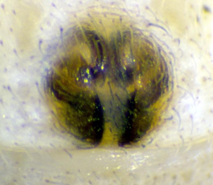 Datei:Philodromus dispar epigyne-800.jpg