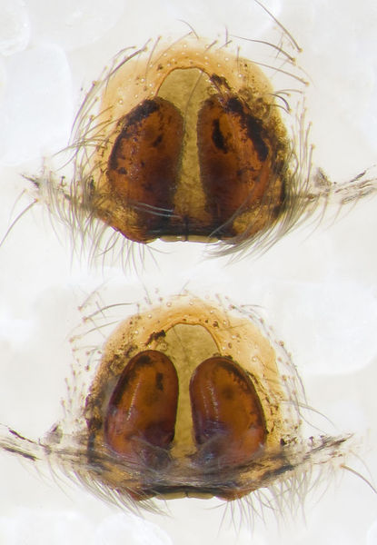 Datei:Poecilochroa-albomaculata Portugal-Periero 12-04 03-Epig-Vulva.jpg