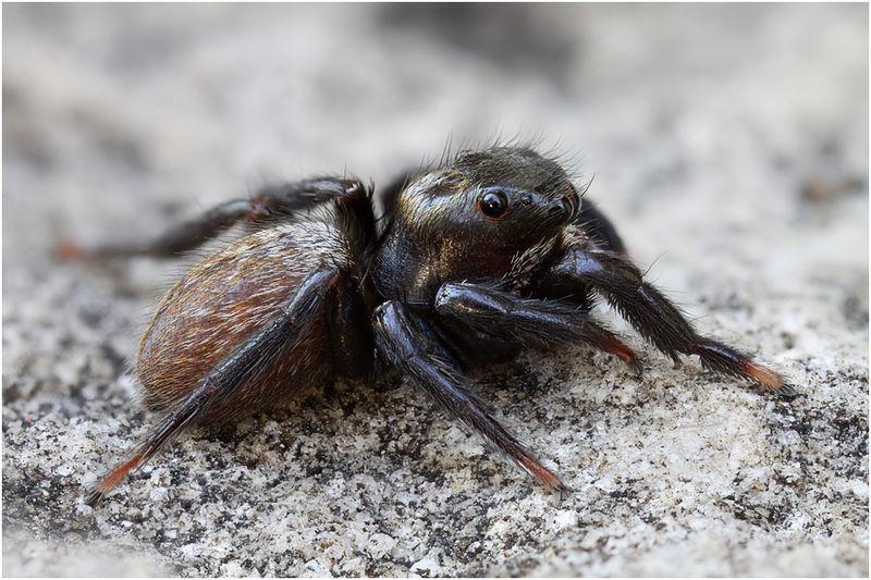Datei:Saitis imitatus male lateral Schaefer.jpg