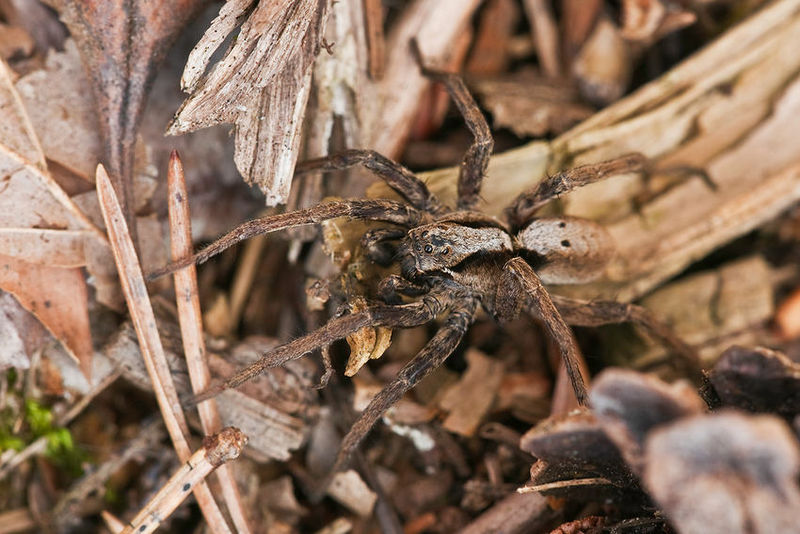 Datei:Alopecosa inquilana m Jäckel.jpg