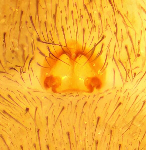 Datei:Arctosa lutetiana.jpeg