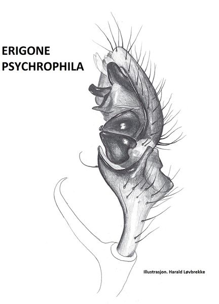 Datei:Erigone psychrophila palp HLovbrekke.jpg