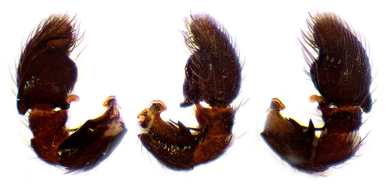 Datei:Heliophanus ramosus Palpus Schaefer.jpg