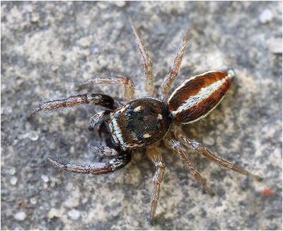 Icius subinermis dorsal Schaefer.jpg